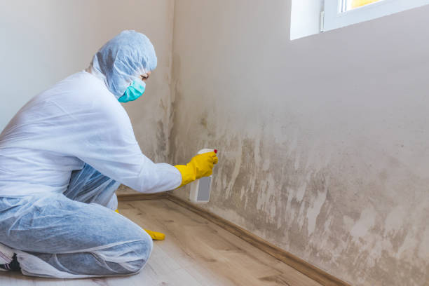 Licensed Black Mold Removal service in Somerville, NJ - WQB Mold Removal
