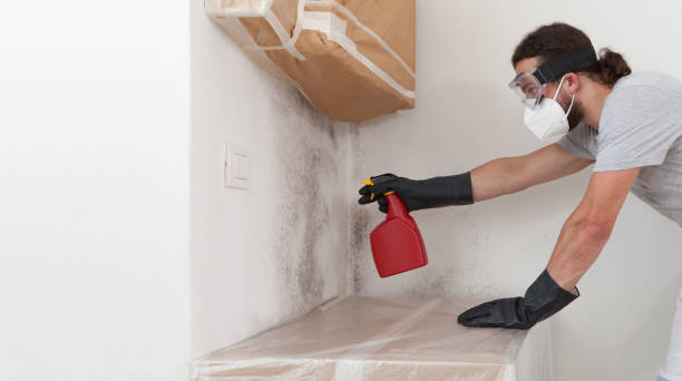 Professional Black Mold Removal technician working in Somerville, NJ