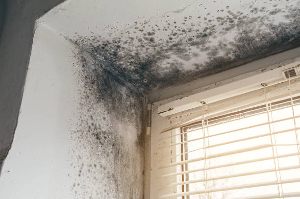 Affordable Black Mold Removal solutions in Somerville, NJ
