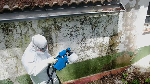 Top rated local Black Mold Removal specialists in Somerville, NJ